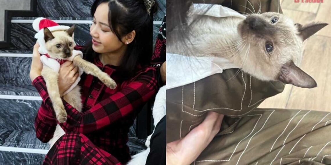 Le Retour Émotionnel de Lisa en Thaïlande : Un Adieu à un Ami à Quatre Pattes