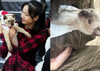 Le Retour Émotionnel de Lisa en Thaïlande : Un Adieu à un Ami à Quatre Pattes